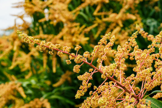 芒果花特写