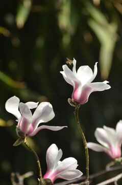 玉兰花开