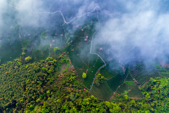 杭州富阳拨山村樱花茶园与云海