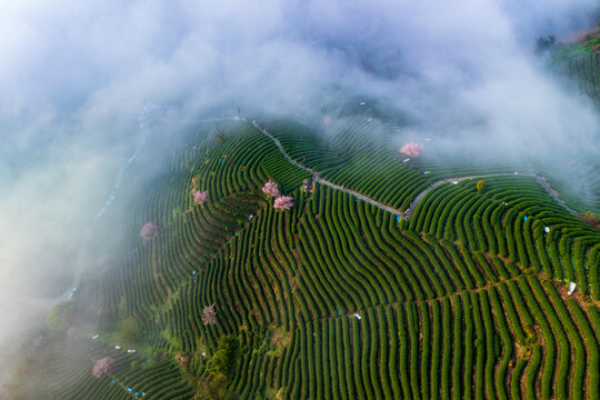 杭州富阳拨山村樱花茶园与云海