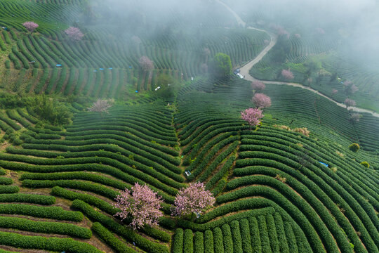 云海下的拨山樱花茶园