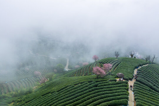 云海下的拨山樱花茶园