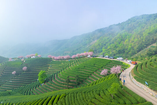 杭州富阳拨山樱花茶园