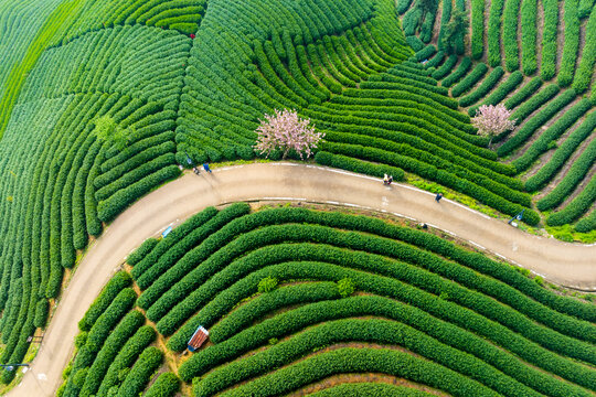 杭州富阳拨山樱花茶园