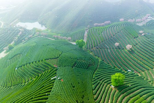 杭州富阳拨山樱花茶园