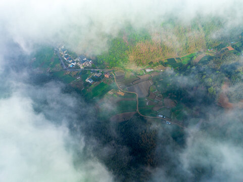 杭州富阳拨山樱花茶园