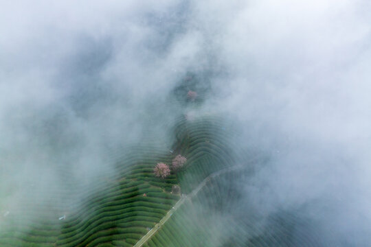云海下的樱花茶园