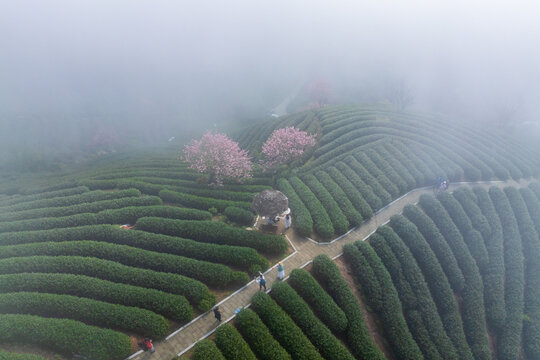 杭州富阳拨山樱花茶园