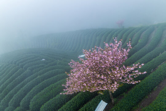 杭州富阳拨山樱花茶园