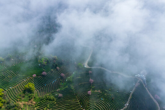 杭州富阳拨山樱花茶园