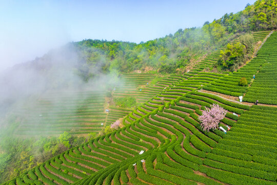 杭州富阳拨山樱花茶园