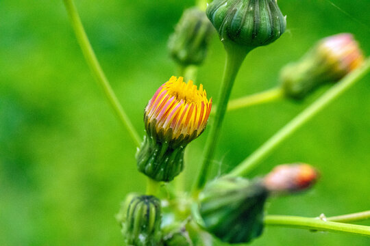 春天里黄色野菜花