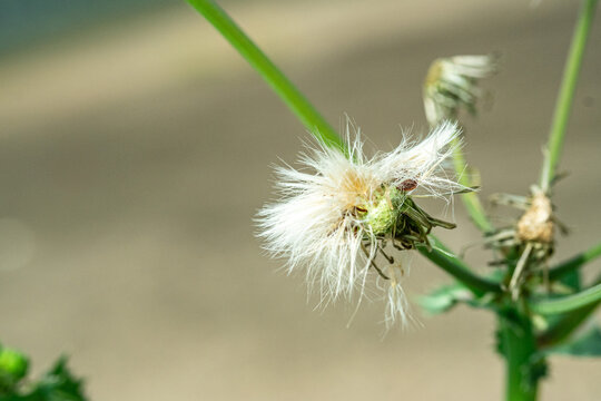 野茼蒿