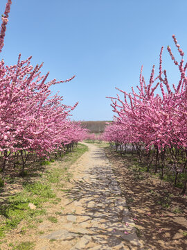 花间小路