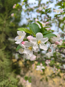 白花开