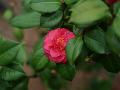 粉色山茶花