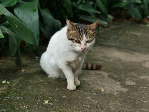 流浪猫