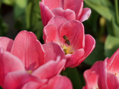 粉色郁金香和蜜蜂