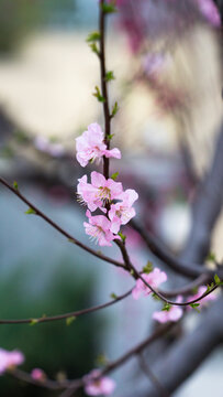 桃花初绽放