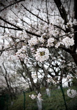 樱花