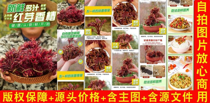 紅芽香椿詳情頁