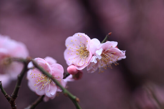 梅花