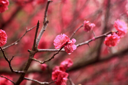 梅花