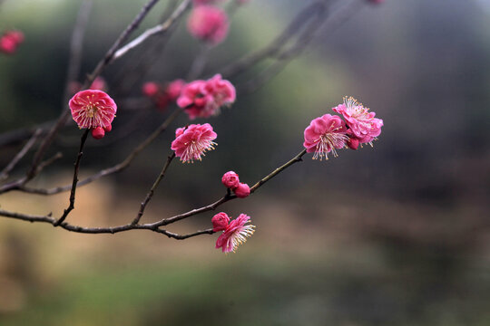 梅花