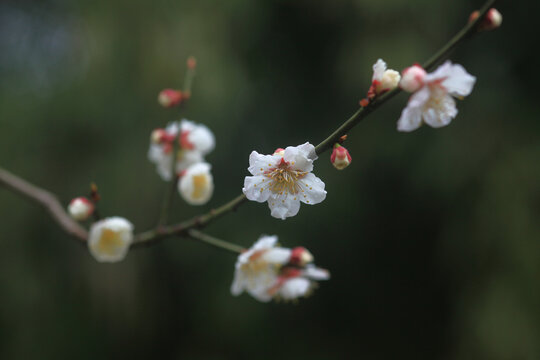 梅花