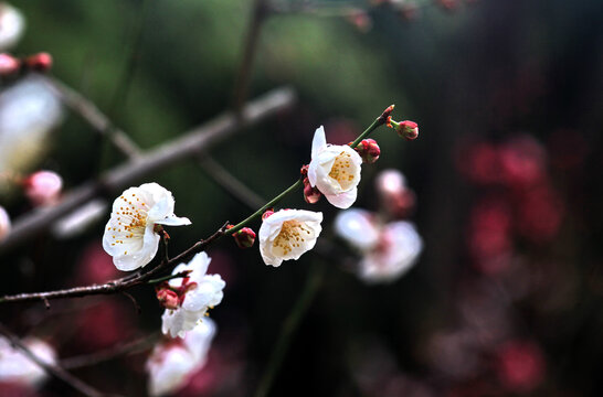 梅花