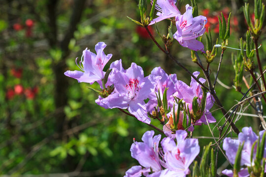 紫色杜鹃花