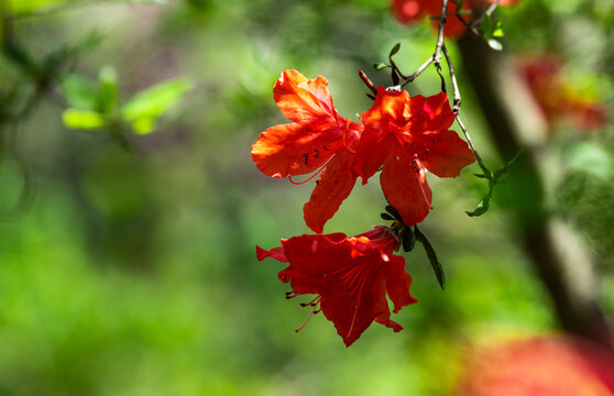 杜鹃花