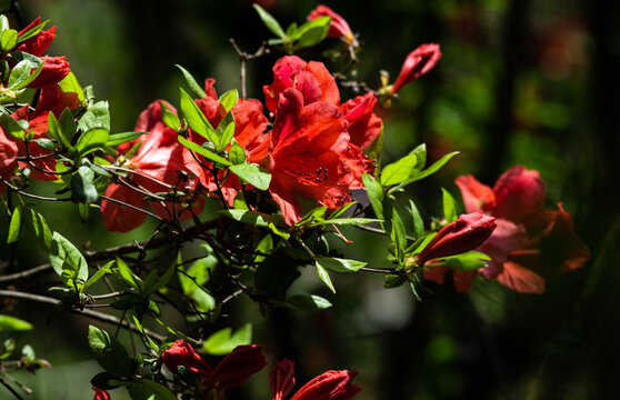 杜鹃花