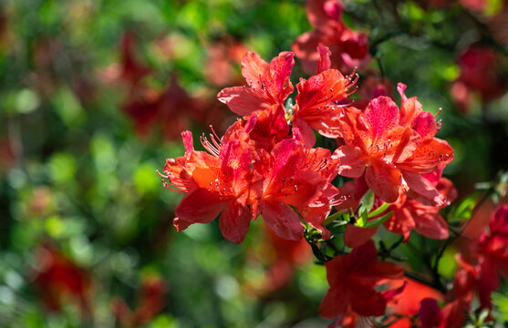 杜鹃花