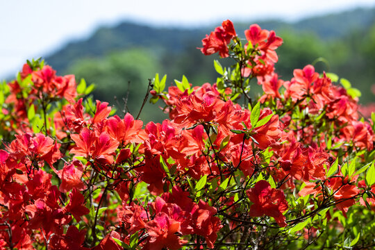 杜鹃花