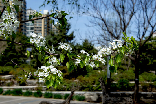 苹果花