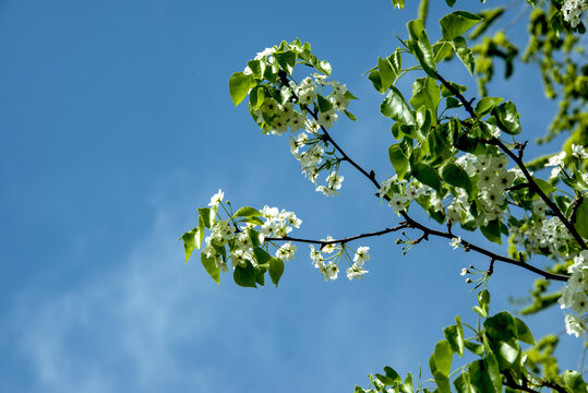 苹果花