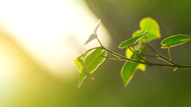 绿色嫩枝晨光希望