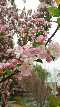 海棠花