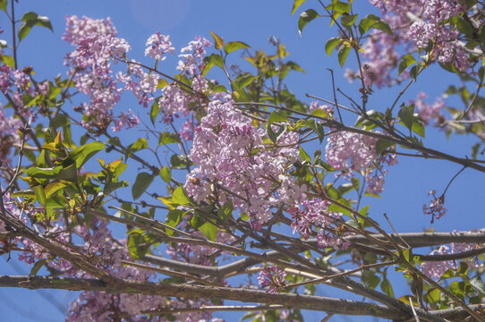 丁香花花枝