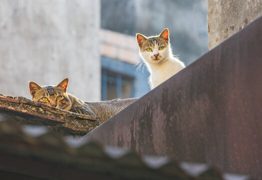 墙上的猫