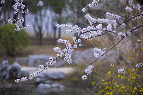 桃花