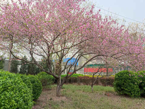 大街上的花开了