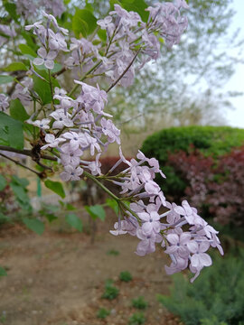 丁香花