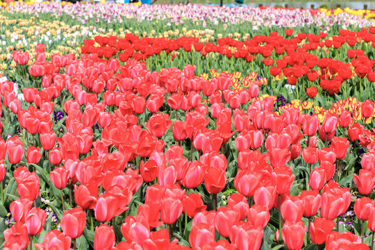 郁金香花海