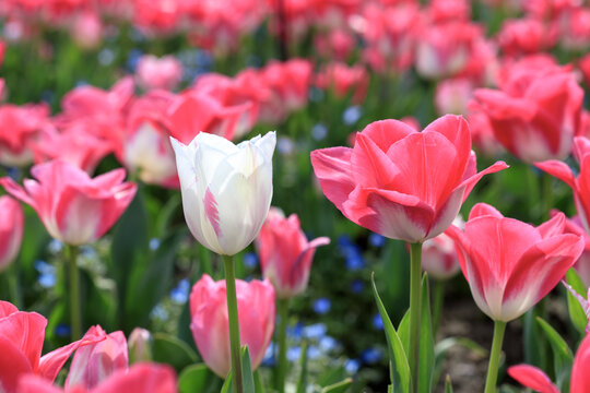 郁金香花海