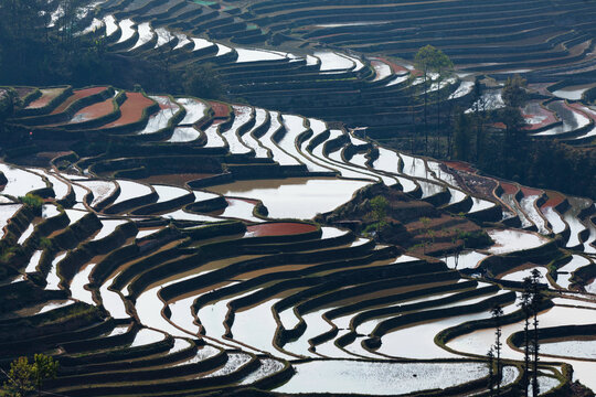 元阳梯田自然风景