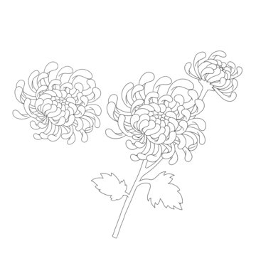 菊花黑白線稿