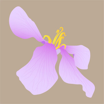 諸葛菜