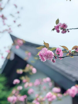 东京樱花